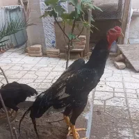 مرغ وخروس اوشامو|حیوانات مزرعه|تهران, نازیآباد|دیوار