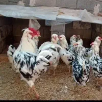 مرغ وخروس گلین فول