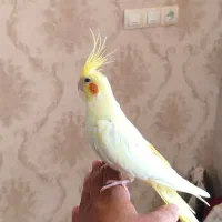 عروس هلندی دستی|پرنده|شیراز, شهرک زینبیه|دیوار