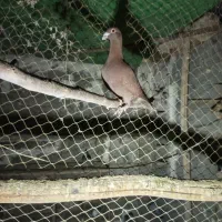 کبوتر|پرنده|برازجان, |دیوار