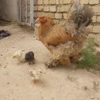 مرغ برهما