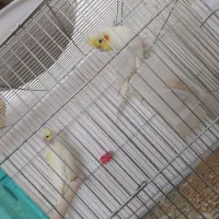 سه جفت عروس مولد