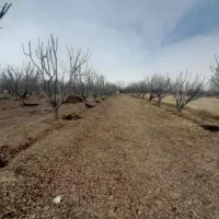 خرید انواع چوب درختان میوه وبیشه|خدمات باغبانی و درختکاری|بروجرد, |دیوار