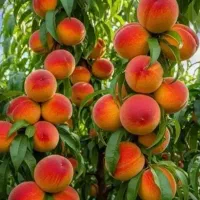 کود/باغ داری مدرن/گلخانه/زراعت/کشاورزی