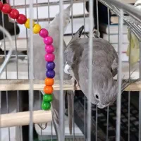 عروس هلندی جفت|پرنده|سردشت, |دیوار