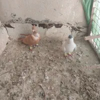 کفتر|پرنده|تربت‌حیدریه, شهید بهشتی|دیوار