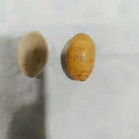 دوتا سنگ مهره اصل اصل تیربندی خون بندی جنس مخالف