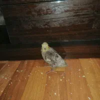 جوجه عروس|پرنده|ری, حمزه‌آباد|دیوار