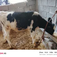 فروش گاو با گوساله نر چهارماهه