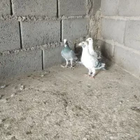 ابلغ چشم سیاه