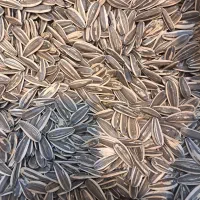 تحمه آفتابگردان خام  عالی درشت و مغزدار