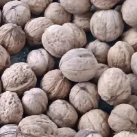 گردو|خوردنی و آشامیدنی|دامغان, |دیوار