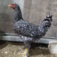 خروس پلیموت آمروک