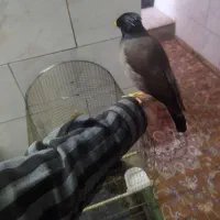 مینا|پرنده|یزد, |دیوار