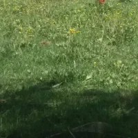 کود سفید ۵۰عدد ۱۱۰۰هزار