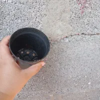 حراج گلدون|گل و گیاه طبیعی|بندر دیر, |دیوار