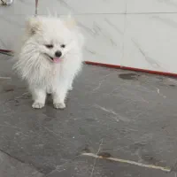 پامر خرسی عروسکی سایز کوچولو