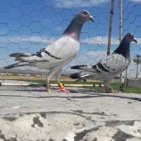 کفتر و پلاکی خوب