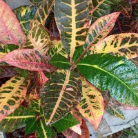 خونه-گلخونه.فروش گلهای آپارتمانی.