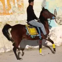 مادیان سواریدار آبستن