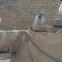 کبوترسینه سیاه