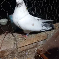 کفتر|پرنده|مینودشت, |دیوار