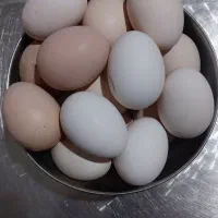 تخم مرغ نطفه دار لاری و گلین