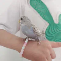 مرغ عشق دستی و اهلی
