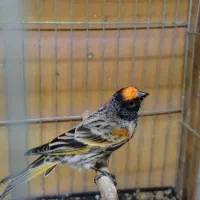 سهره نر کهنه درجه یک|پرنده|خمینی‌شهر, |دیوار