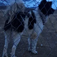 واگزاری سگ قهدریجان|سگ|رودشت (اصفهان), |دیوار