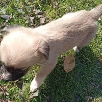 توله سگ شیتزو