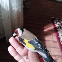 سیره حلب|پرنده|سرپل ذهاب, |دیوار