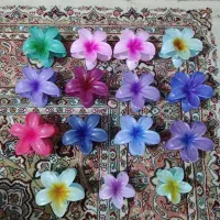 کلیپس پلومریا رنگی(عمده یا تک)