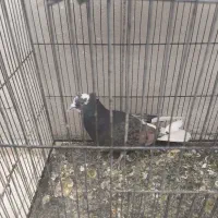 یک جفت کبوتر طوق با کفتر های دیگر|پرنده|فردوس (خراسان), |دیوار