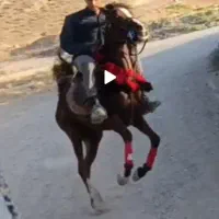 اسب مادیان جفت زن خوش رخ
