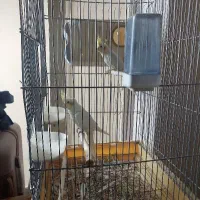 عروس هلندی با جوجه