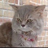 پرشین فیس دال نر ۱۲ ماهه