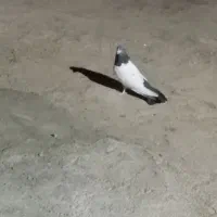 کبوتر|پرنده|شراء, |دیوار