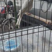 قناری نر مست مست|پرنده|فردوسیه, |دیوار