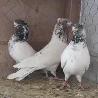 کبوتر جدید پرنده سرای اسمان