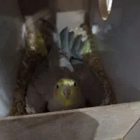 عروس هلندی ماده|پرنده|کرمان, |دیوار