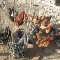 مرغ تخمگذار جوان وسرحال|حیوانات مزرعه|دهگلان, |دیوار