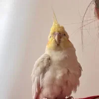 عروس هلندی جفت نژاد ژاپنی|پرنده|اصفهان, باغ نگاره|دیوار