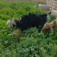 فروش‌تیشتر‌داشتی|حیوانات مزرعه|ایذه, |دیوار