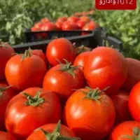 بذر گوجه فرنگی  وارداتی ۱۰۱۲ و ۲۱۷۰۰