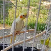 عروس هلندی نر