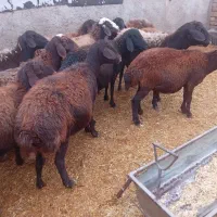 گوسفند ابستن شیشک و میش