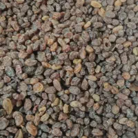 کشمش پلویی آفتاب خشک ومویز|خوردنی و آشامیدنی|کهریزک, |دیوار