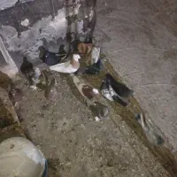 فروش تعداد کفتر