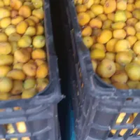 انجیر زردبیدانه